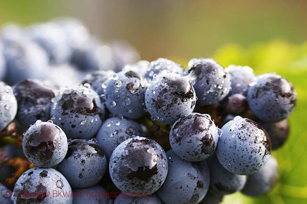 Bunches of ripe grapes