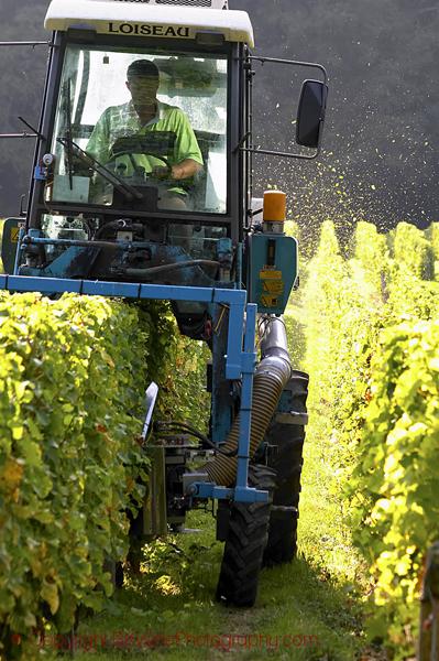 Trimming leaves and branches off the vines