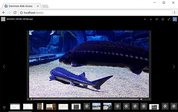 Daminion 5.5 - support for video playback in web client