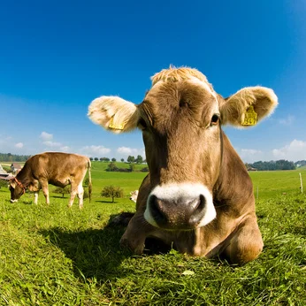 Flora and Fauna. Animals. Cow Flora and Fauna. Animals. Cow